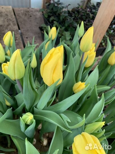 Луковицы тюльпанов после выгонки