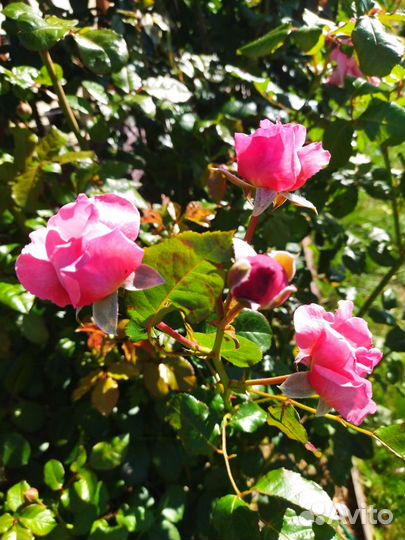 Роза грандифлора Раймонд Блан