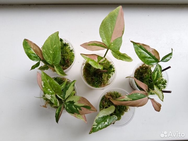 Сингониум ред спот триколор