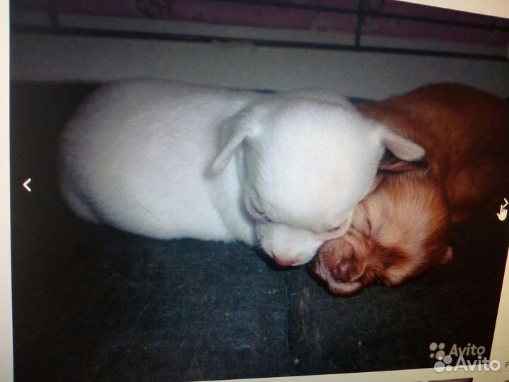 Самец Чихухуа для вязки