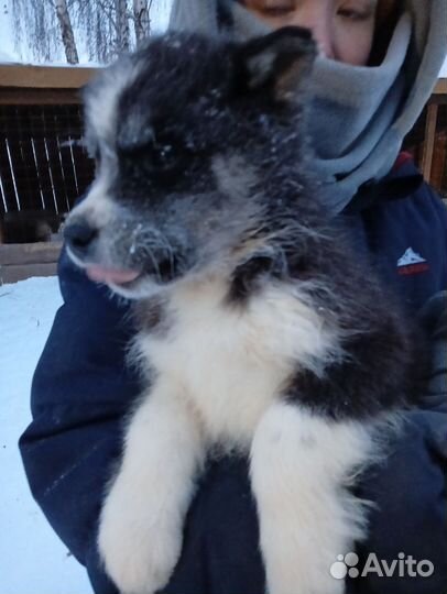 Щенок хаски