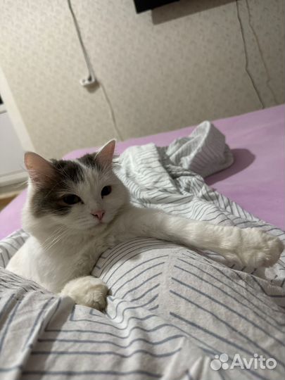 Передержка домашних животных