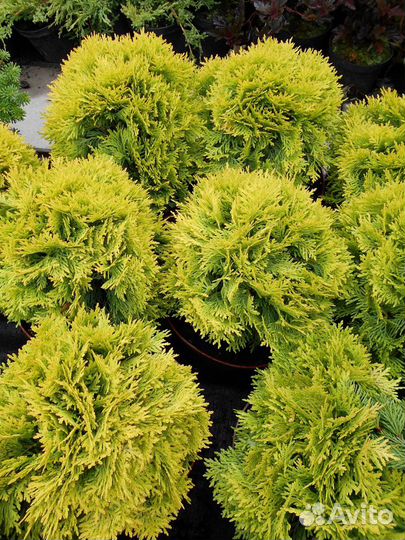 Туя западная 