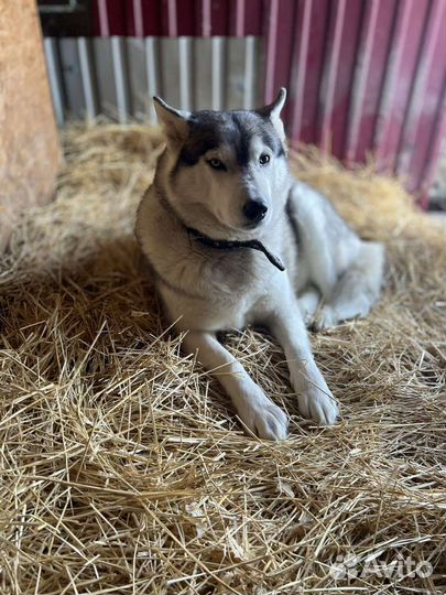 Аляска ищет хозяина