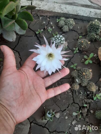 Феррокактус