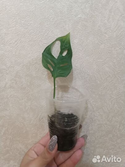 Монстера манки