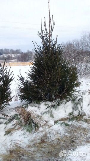 Ель новогодняя живая