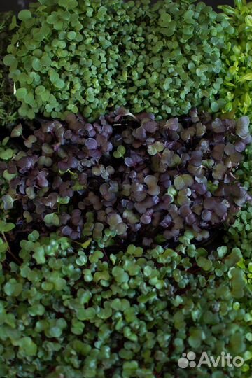 Микрозелень