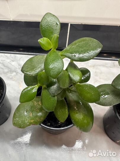 Толстянка (денежное дерево )