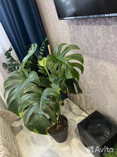 Комнатные цветы