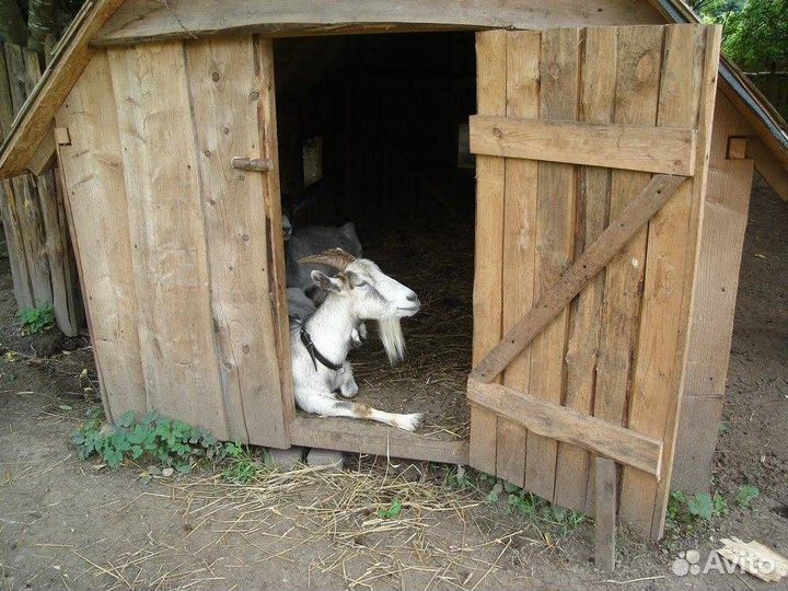 Коза дойная