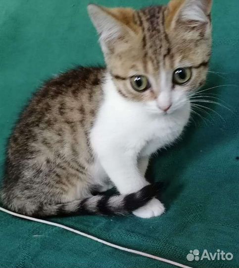 Кошечки лапочки