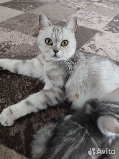 Британские котята