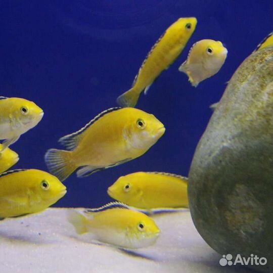 Мальки цихлид африканских