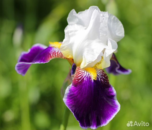 Ирисы японские, незабудки, маргаритки