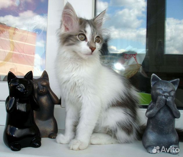 Пушистый светлый котенок девочка в добрые руки