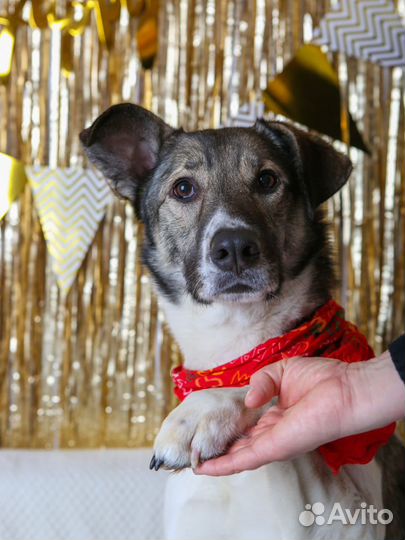 Бывшедомашний пес пропадает в приюте