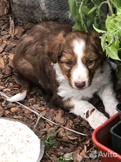 Отдам щенка в добрые руки