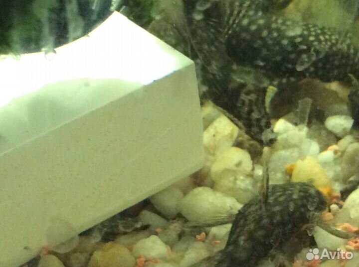 Анциструс взрослый