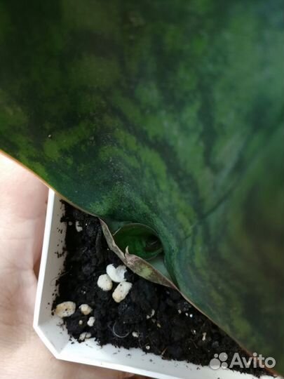 Сансевиерия Масониана Виктория Конго