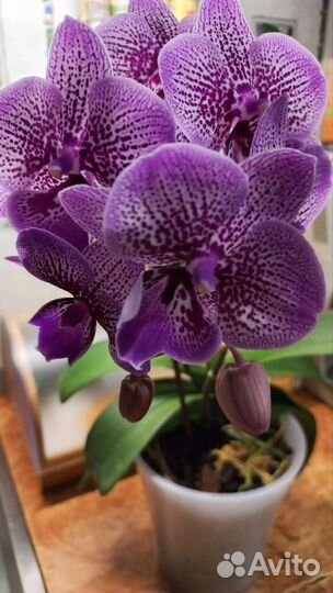 Орхидея фаленопсис биг лип