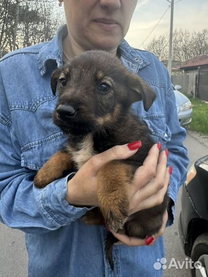 Щенок мальчик