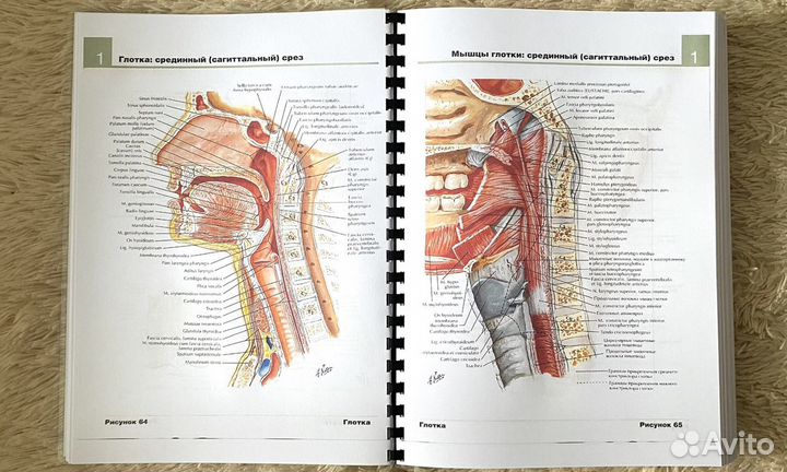Анатомия Неттера атлас