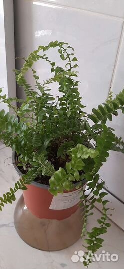 Папоротник мини
