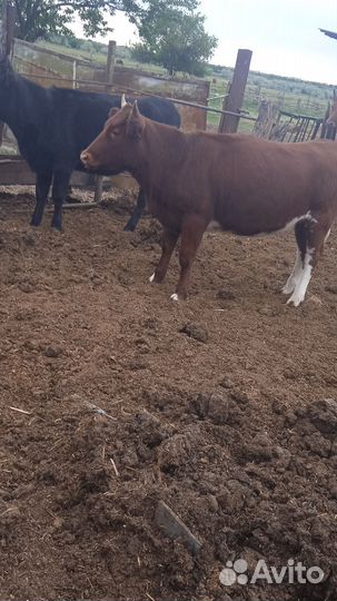 Тёлки на мясо, назавод