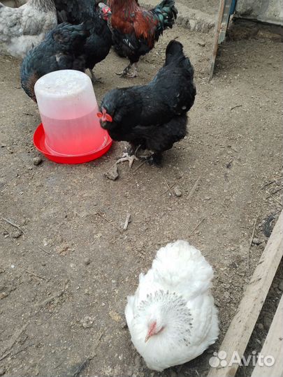 Инкубационное яйцо породистых кур цыплята