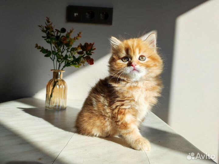 Шотландская красная мраморная девица