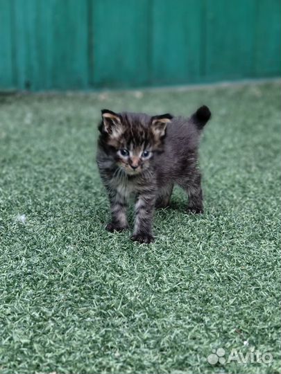 Котёнок Мейн-кун