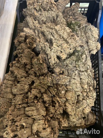 Кора пробкового дуба