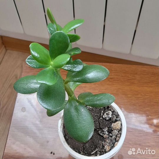 Денежное дерево