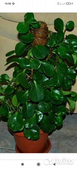 Пеперомия изумрудная