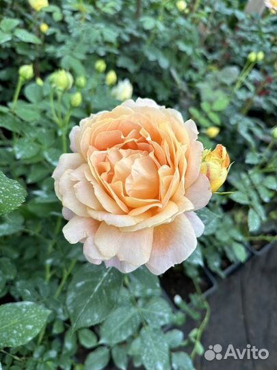 Саженцы роз