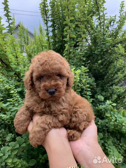 Щенки той пуделя