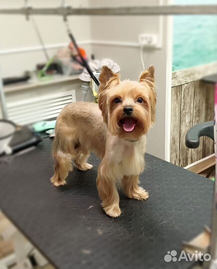 Стрижка собак грумер