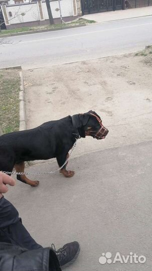Вязка ротвейлер