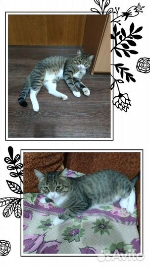 Молодой котик в добрые руки