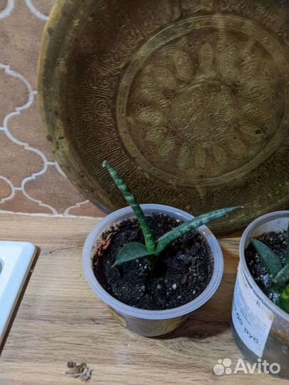 Сансивьерии