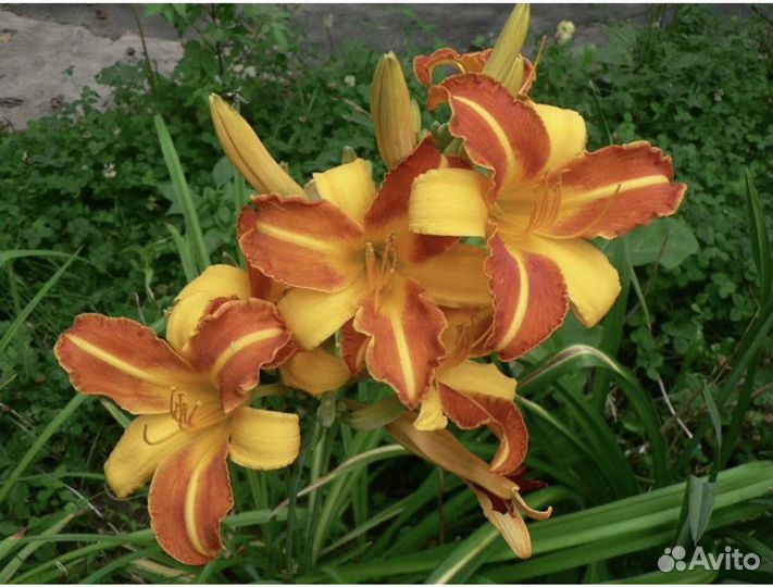 Лилейники сортовые