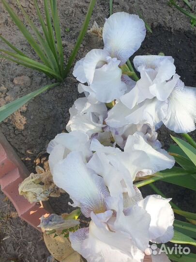 Ирисы бородатые сортовые