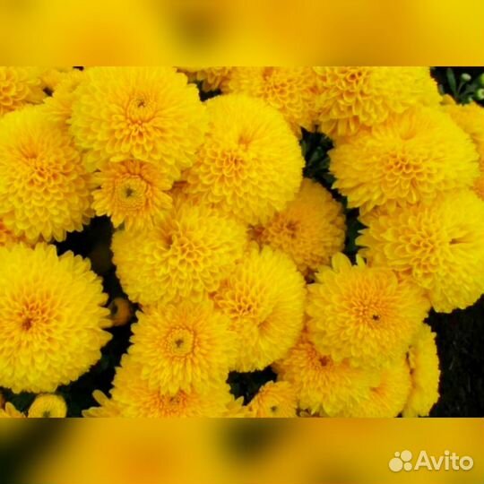 Хризантема корейская 