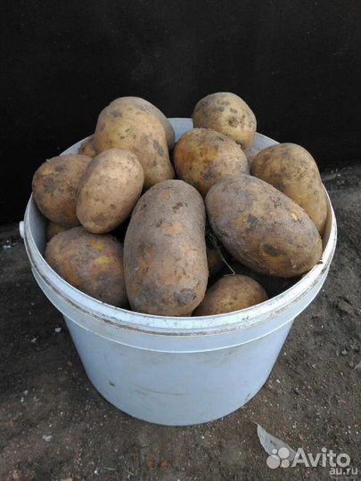 Продам картофель