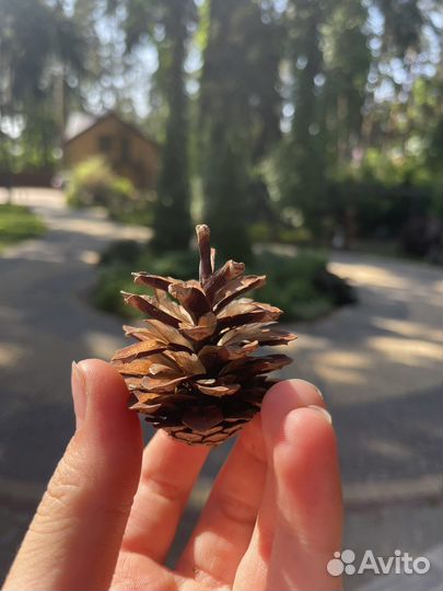 Шишки сосновые