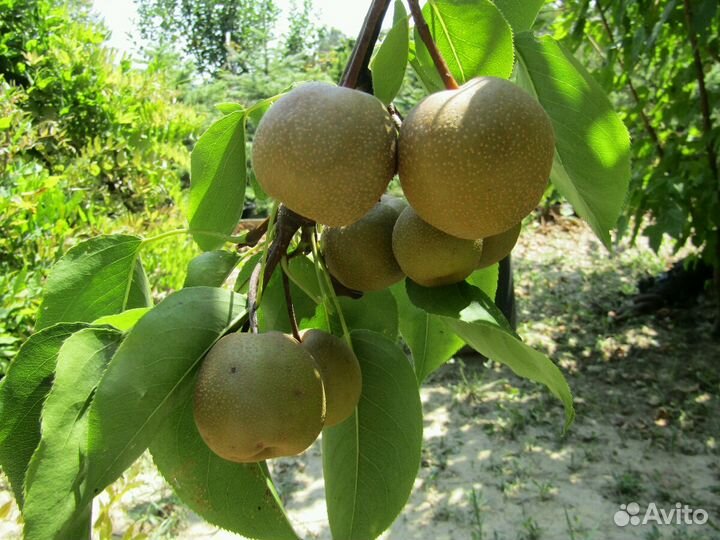 Колоновидные плодовые саженцы в контейнерах