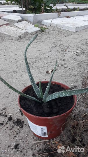 Герань,алоэ