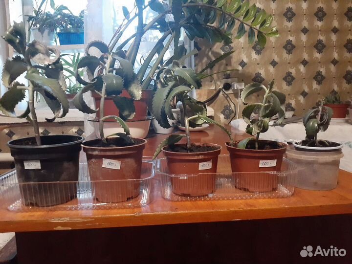Комнатные растения Алоэ Каланхой Хавортия