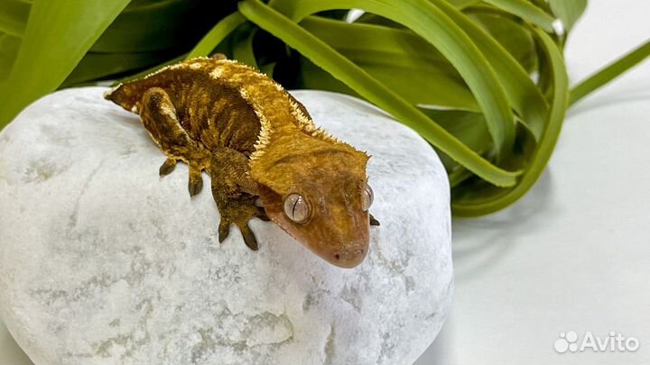 Самка бананоеда 1,5 г